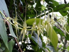 Pleurothallis phalangifera
