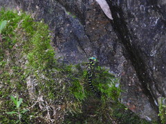 Cephalaeschna patrorum