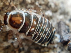 Temnopteryx phalerata