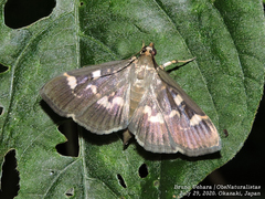 Herpetogramma luctuosalis