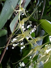 Pleurothallis phalangifera