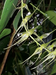 Pleurothallis phalangifera