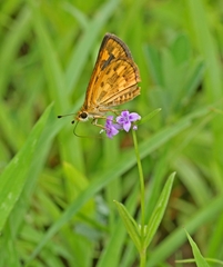 Taractrocera ceramas