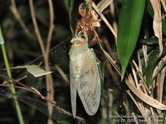 Graptopsaltria nigrofuscata