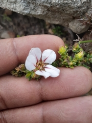 Adenandra uniflora