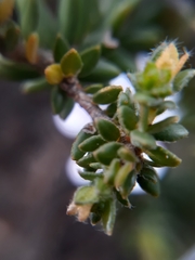 Adenandra uniflora