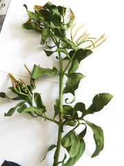Psittacanthus schiedeanus