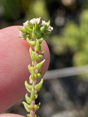 Phylica debilis debilis