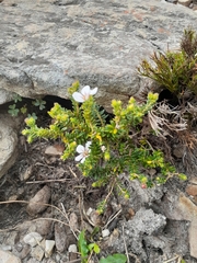 Adenandra uniflora