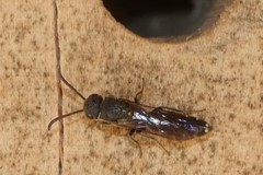 Sapygina decemguttata