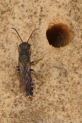 Sapygina decemguttata