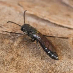 Sapygina decemguttata