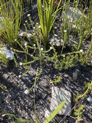 Phylica debilis debilis