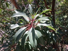 Arbutus arizonica