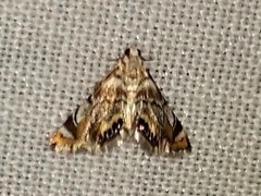 Eoparargyractis irroratalis