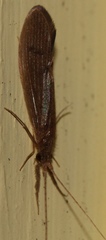 Oecetis inconspicua