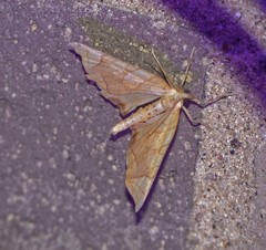 Eulithis diversilineata