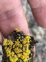 Arthrorhaphis citrinella