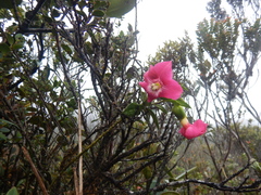 Symbolanthus mathewsii