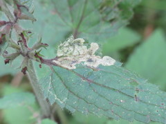Amauromyza labiatarum