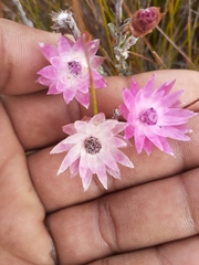 Syncarpha canescens canescens