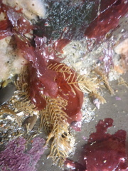 Abietinaria