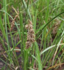 Carex leporina