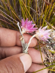 Syncarpha canescens canescens