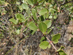Ceanothus ferrisiae