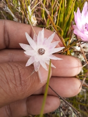 Syncarpha canescens canescens