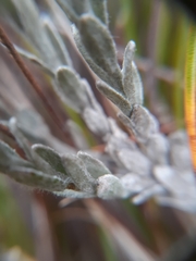 Syncarpha canescens canescens