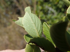 Ceanothus ferrisiae