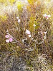 Syncarpha canescens canescens