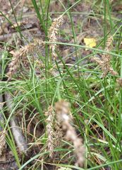 Carex leporina
