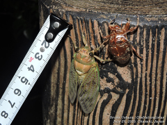 Graptopsaltria nigrofuscata