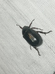 Paranomala cincta