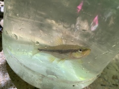 Notropis lutipinnis