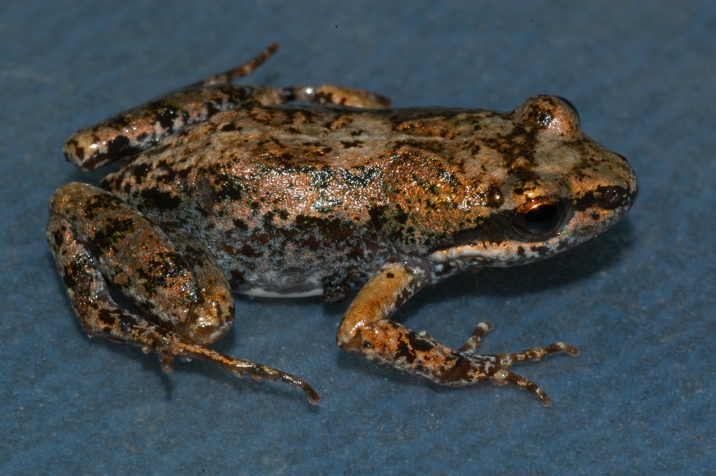 Small-Throated Dainty Frog