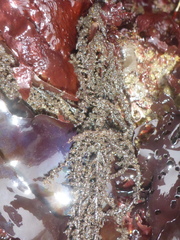 Callithamnion pikeanum