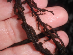 Callithamnion pikeanum