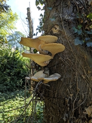 Cerioporus squamosus