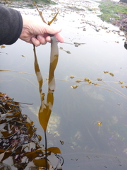 Laminaria sinclairii