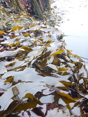 Laminaria sinclairii