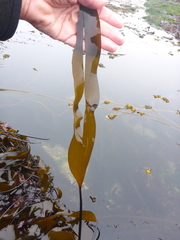 Laminaria sinclairii