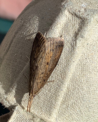 Schoenobius gigantella