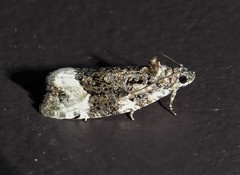 Apotomis funerea