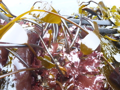 Laminaria sinclairii