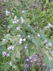 Arctium tomentosum