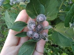 Arctium tomentosum