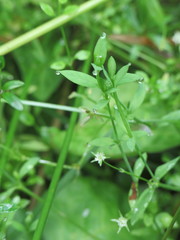 Stellaria alsine